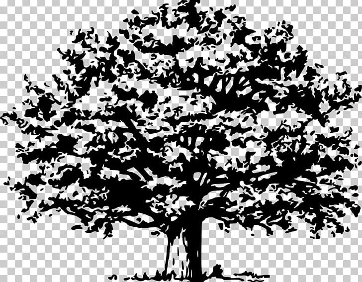 Tree PNG, Clipart, Arbol, Black And White, Branch, Computer Icons, Diagram Free PNG Download