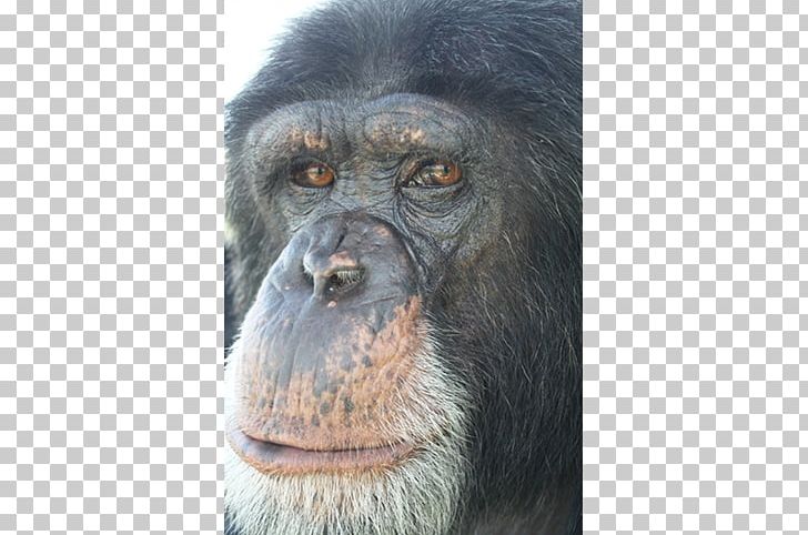 Common Chimpanzee Gorilla Primate Monkey Animal PNG, Clipart, Animal, Animals, Ape, Chimpanzee, Common Chimpanzee Free PNG Download