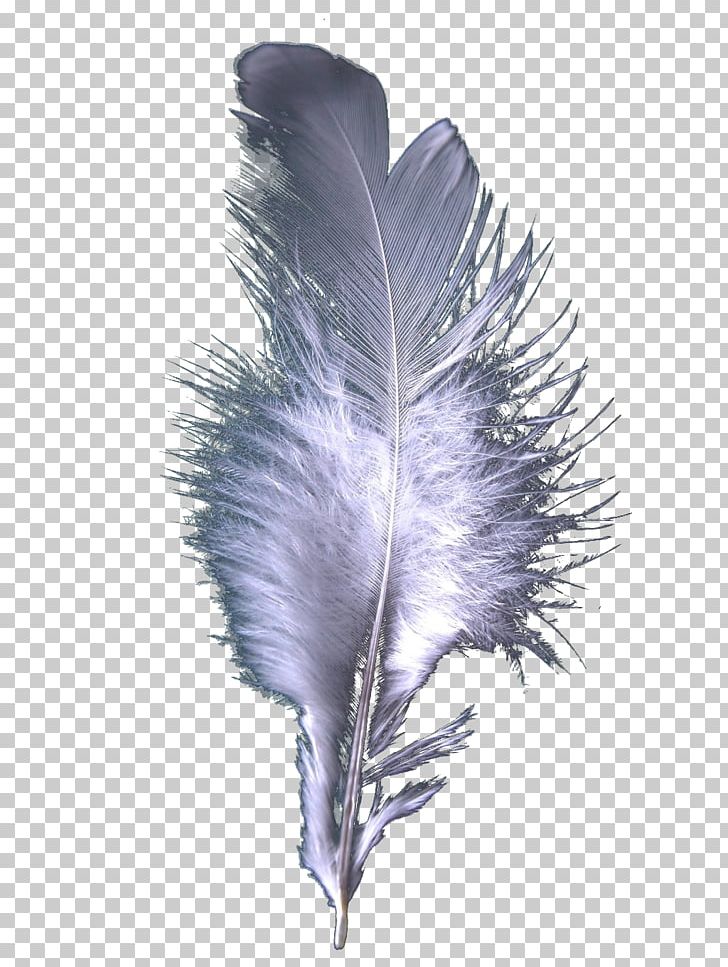 Feather Cloak Bird PNG, Clipart, Addition, Animals, Bird, Feather, Feather Cloak Free PNG Download