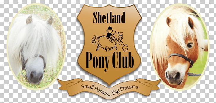 Shetland Pony Club Horse & Pony Care Riding Pony PNG, Clipart, Brand, Child, Equestrian, Equestrian Centre, Horse Free PNG Download