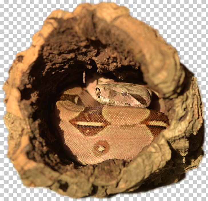Snake Boa Constrictor Imperator The Boa Constrictor Constriction Boas PNG, Clipart, Animals, Boa, Boa Constrictor, Boa Constrictor Imperator, Boas Free PNG Download