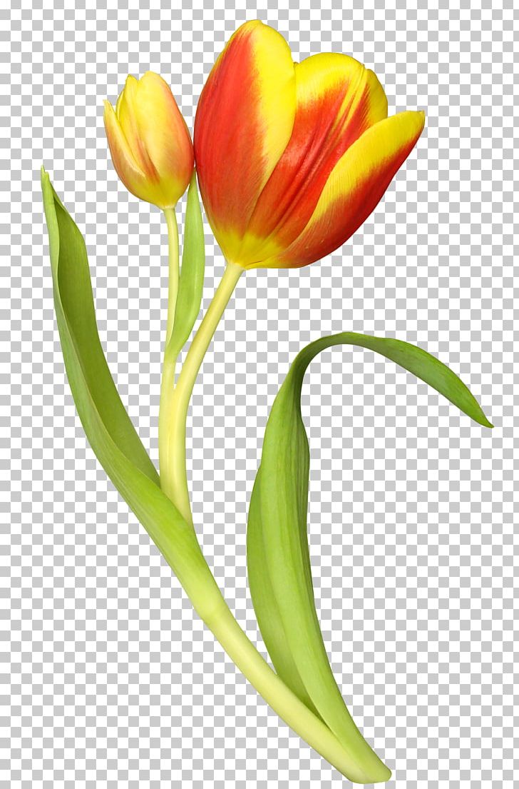 Tulip Flower Bouquet PNG, Clipart, Animation, Bud, Cut Flowers, Floral Design, Floristry Free PNG Download