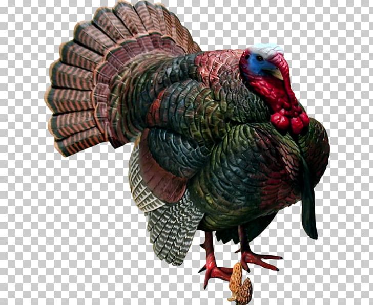 Turkey Christmas PNG, Clipart, Animals, Beak, Bird, Christmas, Domesticated Turkey Free PNG Download