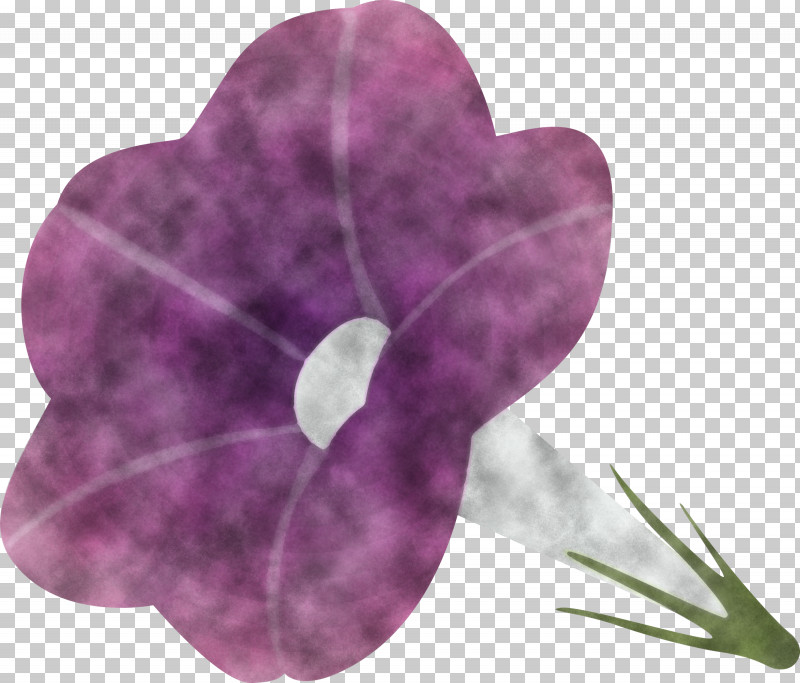 Morning Glory Flower PNG, Clipart, Anthurium, Flower, Heart, Lavender, Morning Glory Free PNG Download