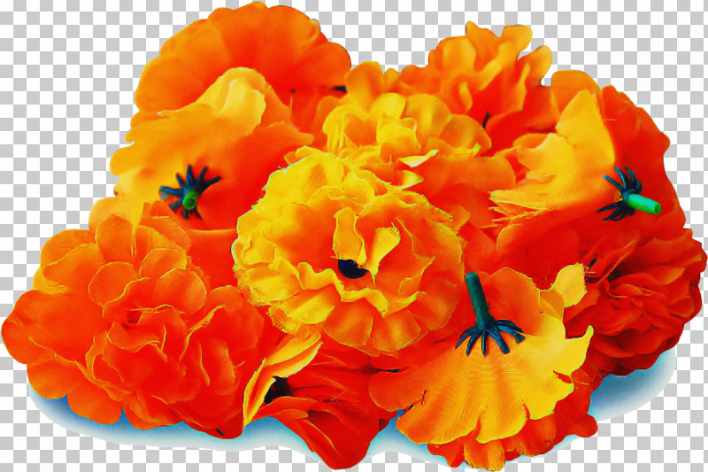 Orange PNG, Clipart, Begonia, Carnation, Cut Flowers, Flower, Orange Free PNG Download