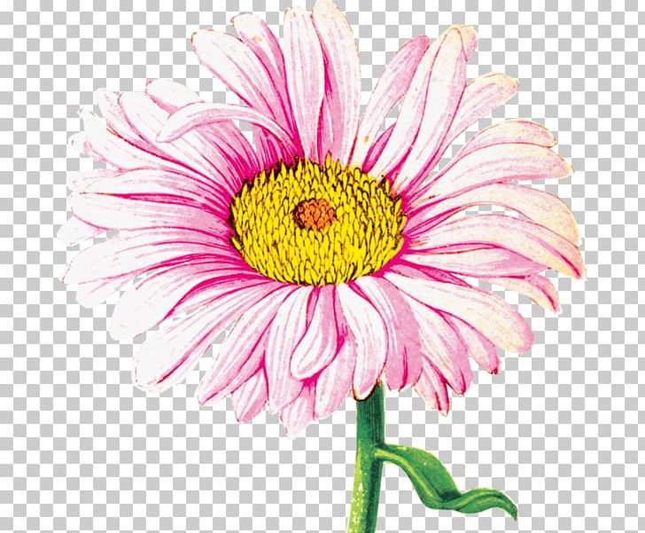 Chrysanthemum Transvaal Daisy Watercolor Painting PNG, Clipart, Annual Plant, Dahlia, Daisy Family, Flower, Flower Arranging Free PNG Download