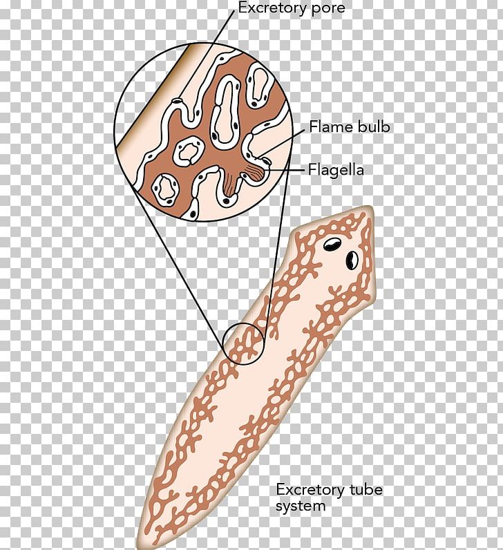 Flatworm Animal Planarian Excretory System PNG, Clipart, Animal, Annelid, Area, Arm, Body Cavity Free PNG Download