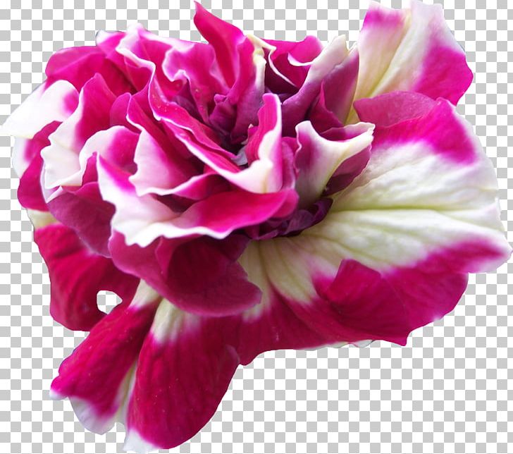 Flower PNG, Clipart, Annual Plant, Art, Carnation, Cut Flowers, Darkest Hour Free PNG Download