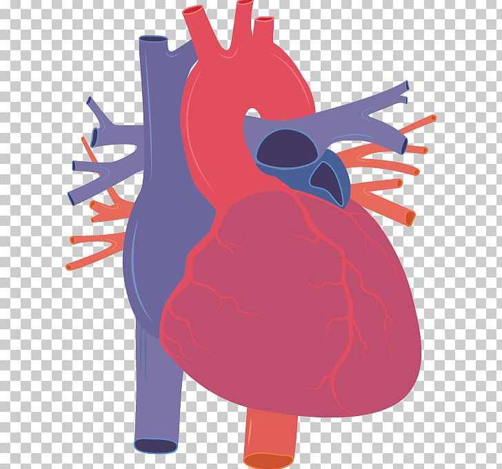 Heart PNG, Clipart, Anatomy, Animation, Art, Beak, Blood Vessel Free PNG Download