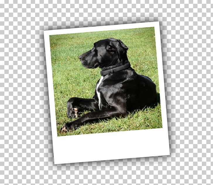 Labrador Retriever Puppy Dog Breed Obedience Training PNG, Clipart, Animals, Breed, Crossbreed, Dog, Dog Breed Free PNG Download