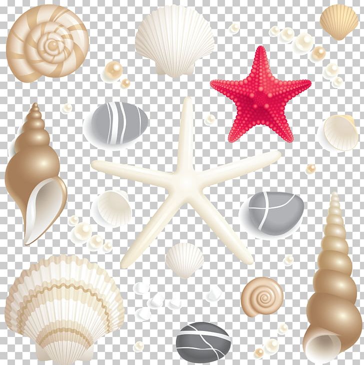 Seashell PNG, Clipart, Animals, Circle, Conchology, Encapsulated Postscript, Invertebrate Free PNG Download