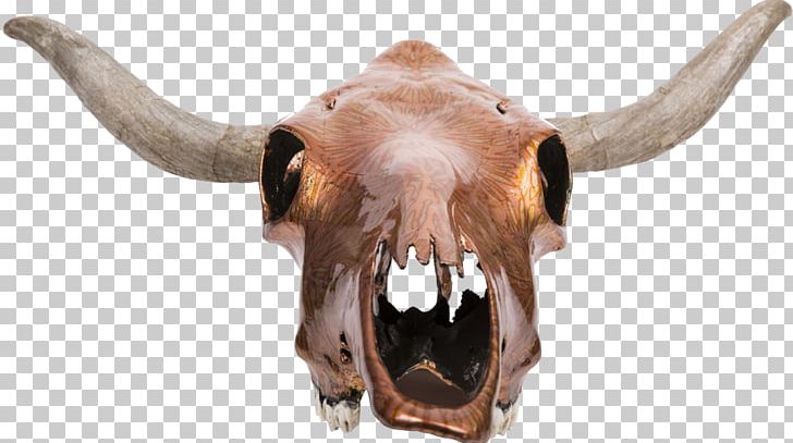Texas Longhorn Skull Bone Ox PNG, Clipart, Animal, Bison, Bone, Bull, Cattle Free PNG Download