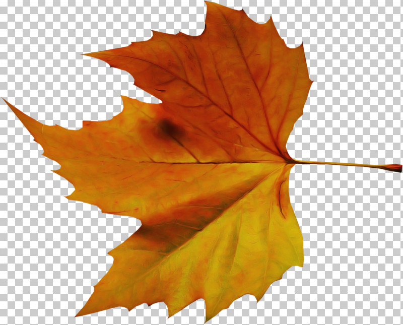 Maple Leaf PNG, Clipart, Autumn, Autumn Leaf Color, Cartoon, Leaf, Line Art Free PNG Download