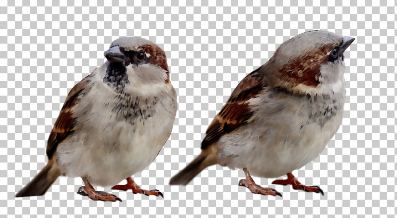 Bird House Sparrow Sparrow Beak Perching Bird PNG, Clipart, Beak, Bird, House Sparrow, Paint, Perching Bird Free PNG Download