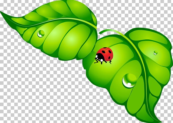 Butterfly Ladybird Beetle Insect PNG, Clipart, Animal, Aphid, Butterfly, Fruit, Green Leaf Free PNG Download