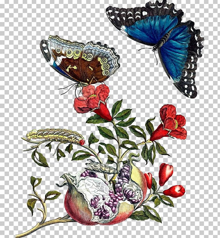 Metamorphosis Insectorum Surinamensium Insects Of Surinam The Metamorphosis PNG, Clipart, Animals, Arthropod, Brush Footed Butterfly, Caterpillar, Flora Free PNG Download