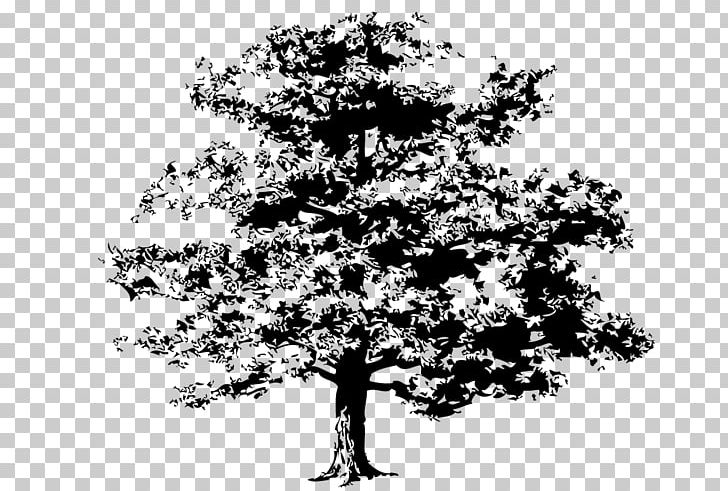 Tree Drawing PNG, Clipart, Apple Tree, Art, Black And White, Branch, Conifer Cone Free PNG Download