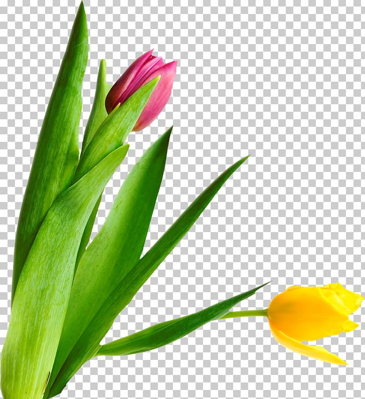 Flower Tulip Plant Stem Bud Petal PNG, Clipart, Bud, Flower, Flowering Plant, Nature, Petal Free PNG Download