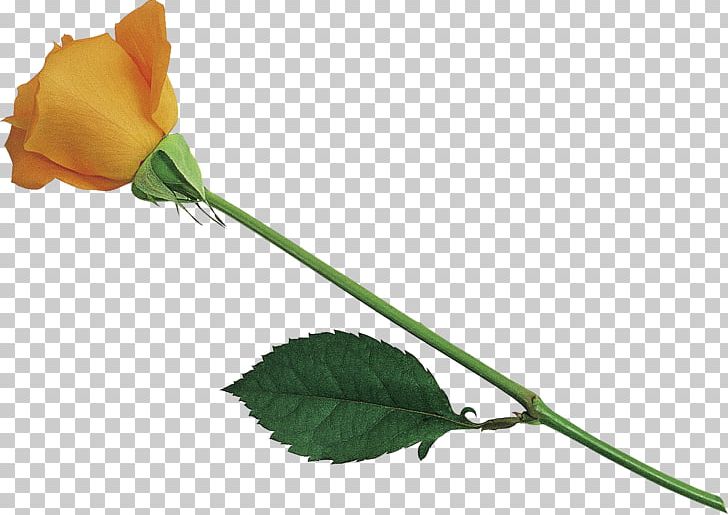 Garden Roses Cut Flowers Bud Plant Stem PNG, Clipart, Bud, Cut Flowers, Flower, Flowering Plant, Flowers Free PNG Download