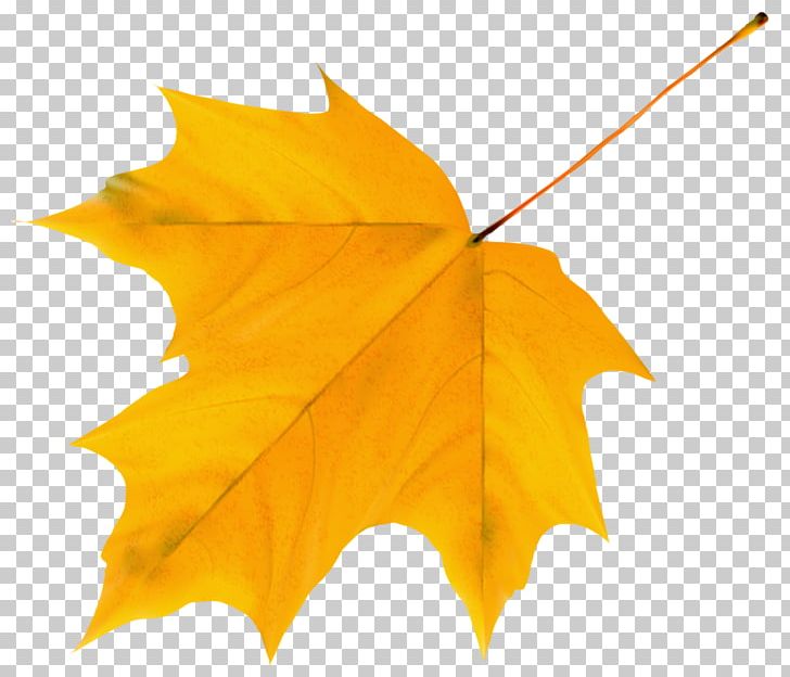 Maple Leaf Preview PNG, Clipart, Archive File, Computer Icons, Leaf, Maple Leaf, Plant Free PNG Download