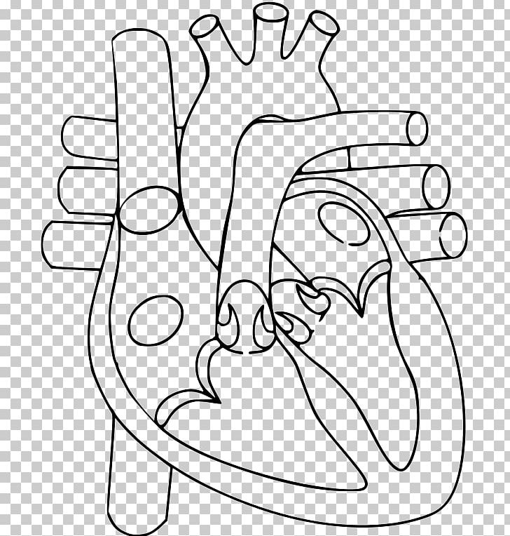 Thumb Heart Human Body Organ Circulatory System PNG, Clipart, Anatomy, Angle, Arm, Art, Black Free PNG Download