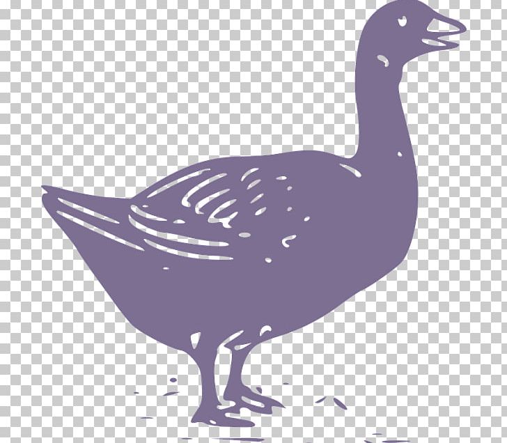 Duck Domestic Goose Chicken Cygnini PNG, Clipart, Animal, Animals, Art, Background Black, Beak Free PNG Download