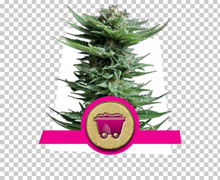 Haze Cannabis Sativa Seed Skunk PNG, Clipart,  Free PNG Download