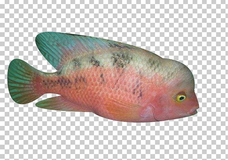 Northern Red Snapper Fish Biology Ocean PNG, Clipart, Animals, Aquarium Fish, Biology, Euclidean Vector, Fauna Free PNG Download