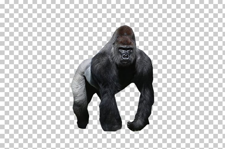 Western Gorilla Orangutan Chimpanzee Mountain Gorilla PNG, Clipart, Animal, Animals, Chimpanzee, Gorilla, Great Ape Free PNG Download