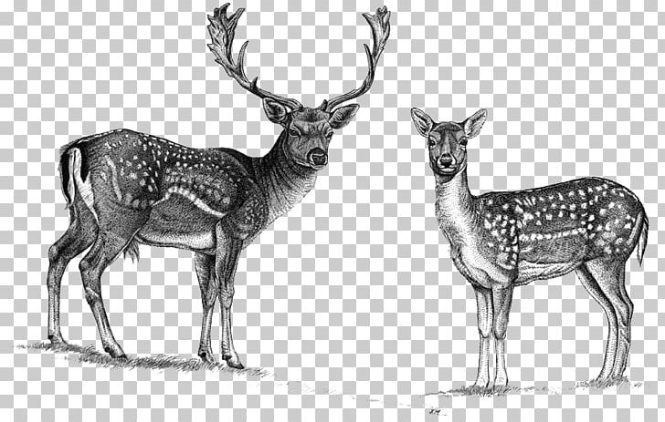 Reindeer Elk White-tailed Deer Roe Deer Red Deer PNG, Clipart, Antler, Black And White, Cartoon, Cervus, Dama Free PNG Download