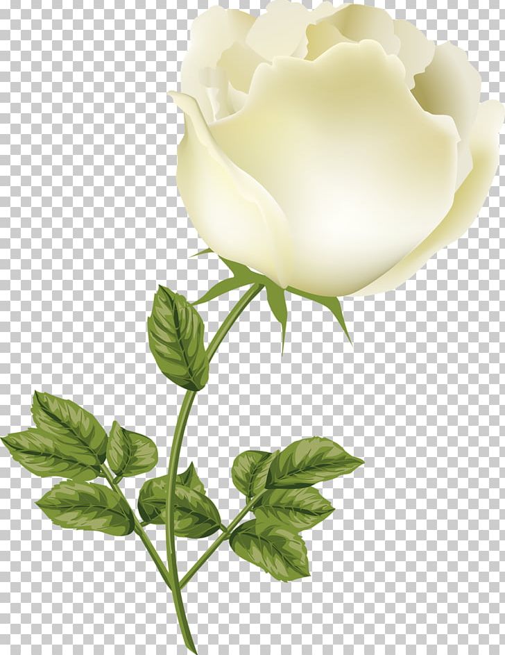 Garden Roses Centifolia Roses Cut Flowers Bud Petal PNG, Clipart, Bud, Centifolia Roses, Cute, Cut Flowers, Flower Free PNG Download