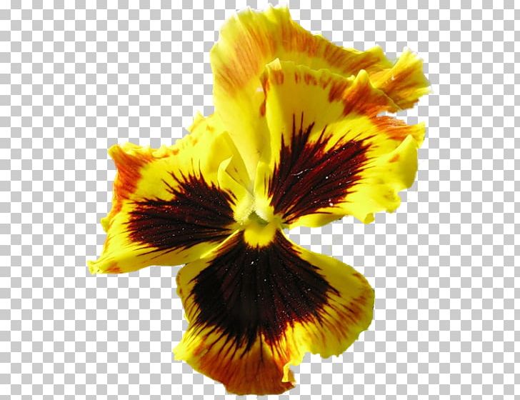 Pansy Violet July 0 PNG, Clipart, 2017, Advertising, Cut Flowers, Flower, Flowering Plant Free PNG Download