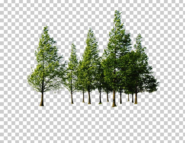 Tree Forest PNG, Clipart, Beauty Salon, Biome, Christmas Tree, Computer Graphics, Conifer Free PNG Download