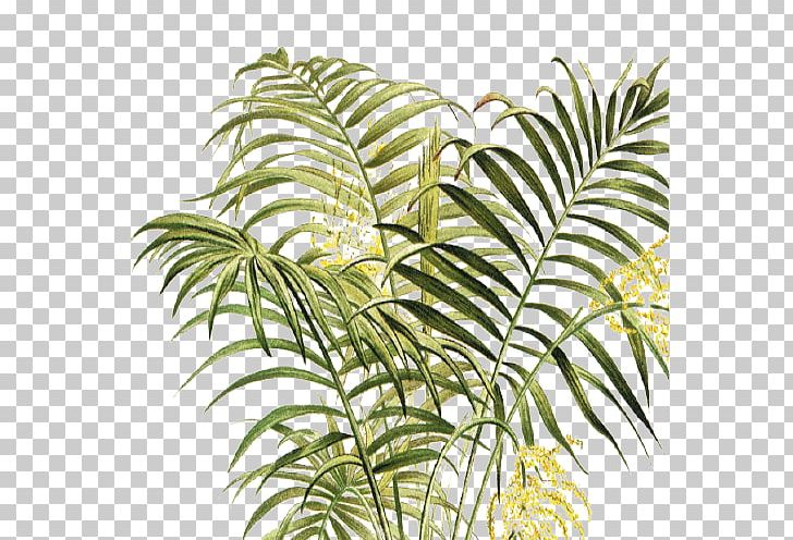 Arecaceae Vegetation Leaf Plant Stem Terrestrial Plant PNG, Clipart, Arecaceae, Arecales, Branch, Branching, Flowering Plant Free PNG Download