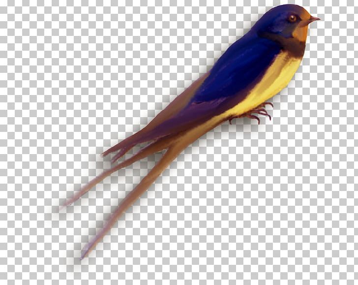 Finches Swallow Parakeet Beak Feather PNG, Clipart, Animals, Ave, Beak, Bird, Common Pet Parakeet Free PNG Download