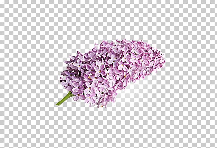Lilac Lavender Cut Flowers PNG, Clipart, Cut Flowers, Flower, Lavanta, Lavender, Lilac Free PNG Download
