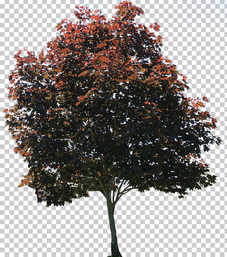 Tree American Sycamore Pixel PNG, Clipart, American Sycamore, Architectural Rendering, Branch, Browse, Computer Icons Free PNG Download