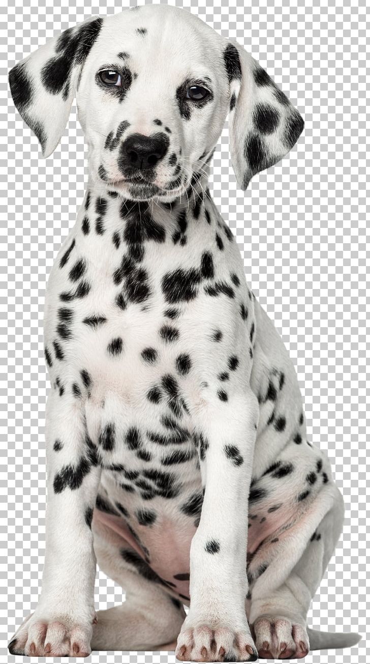 Dalmatian Dog Puppy Pet Labrador Retriever PNG, Clipart, Animal, Animals, Bedding, Boo, Cane Free PNG Download