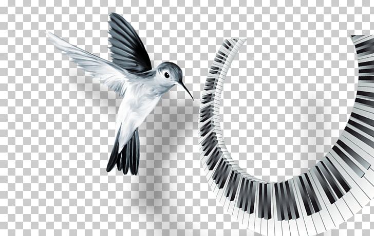 Hummingbird Keyboard PNG, Clipart, Adobe Illustrator, Animal, Bird, Computer Wallpaper, Dow Free PNG Download