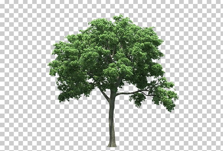 Texas State Tree Oak Birch PNG, Clipart, Agac, Agac Resimleri, Birch, Branch, Crown Free PNG Download