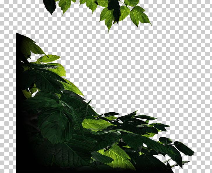 Herb Leaf Branching PNG, Clipart, Branch, Branching, Herb, Last Of Us Ellie, Leaf Free PNG Download
