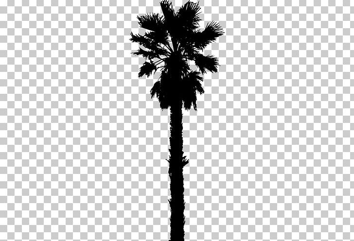 Arecaceae Date Palm Silhouette PNG, Clipart, Arecaceae, Arecales, Areca Palm, Black And White, Borassus Flabellifer Free PNG Download