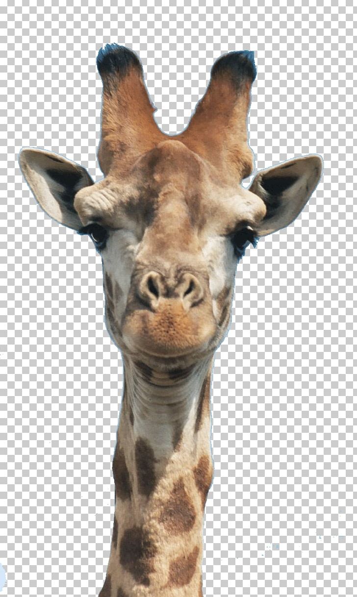 Giraffe Manor Drawing Neck Head PNG, Clipart, Animal, Animals, Baby Monkeys, Drawing, Face Free PNG Download