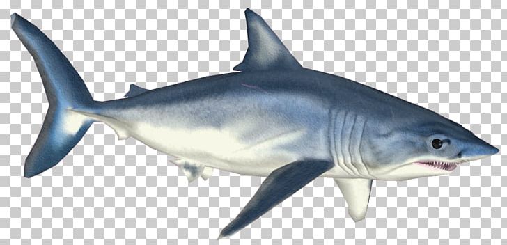 Isurus Oxyrinchus Requiem Shark Tiger Shark Great White Shark PNG, Clipart, Animal Figure, Animals, Bull Shark, Carcharhiniformes, Cartilaginous Fish Free PNG Download