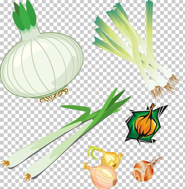 Onion Allium Fistulosum Vegetable Lunar Calendar PNG, Clipart, Allium, Allium Fistulosum, Bulb, Calendar, Commodity Free PNG Download