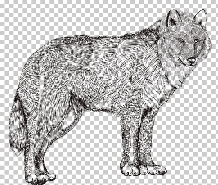 Drawing Photography Illustration PNG, Clipart, Animals, Canis Lupus Tundrarum, Carnivoran, Cartoon, Dog Like Mammal Free PNG Download