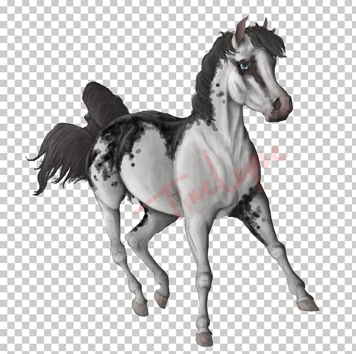 Mustang Foal Stallion Colt Mare PNG, Clipart,  Free PNG Download