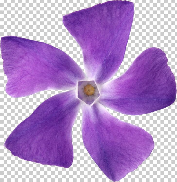Purple Flower Petal Violet Lilac PNG, Clipart, Art, Blue, Color, Download, Flower Free PNG Download