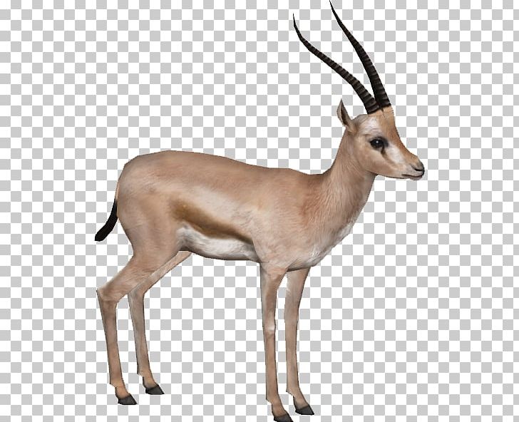 Rhim Gazelle Antelope Impala PNG, Clipart, Animals, Antelope, Arabian Gazelle, Coreldraw, Cow Goat Family Free PNG Download
