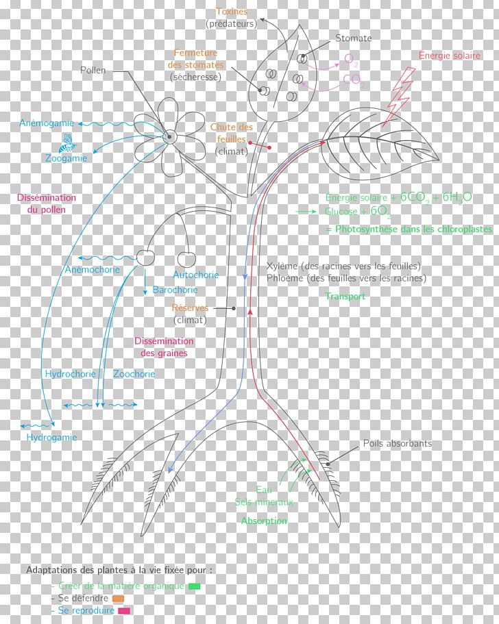 Diagram Tree PNG, Clipart, Area, Diagram, Line, Nature, Organ Free PNG Download